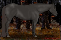 Horse Color:Liver Chestnut Frame 