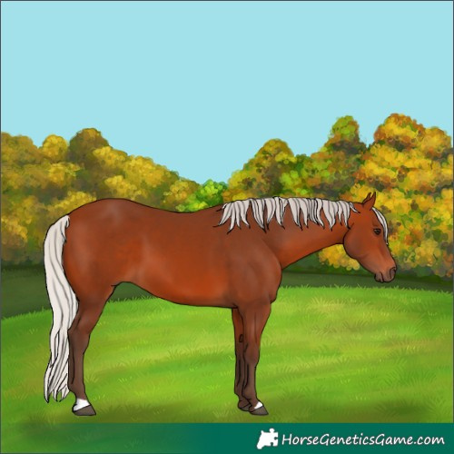 Horse Color:Silver Bay 