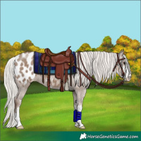 Horse Color:Silver Grullo Sabino Appaloosa 