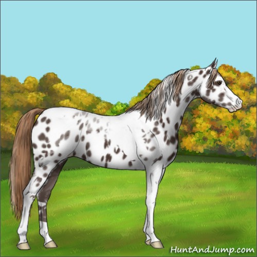 Horse Color:Liver Chestnut Sabino Tobiano Near Leopard 