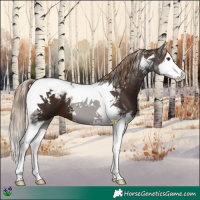 Horse Color:Liver Chestnut Splash Tobiano 