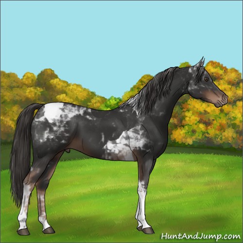 Horse Color:Liver Chestnut Tobiano 