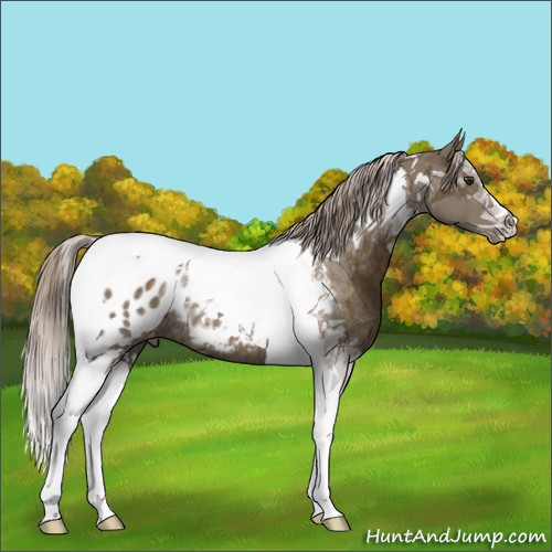 Horse Color:Chocolate Palomino Tobiano Appaloosa Rabicano 