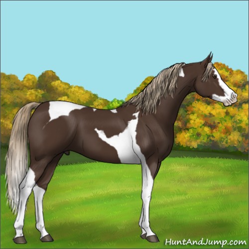Horse Color:Liver Chestnut Splash Tobiano 