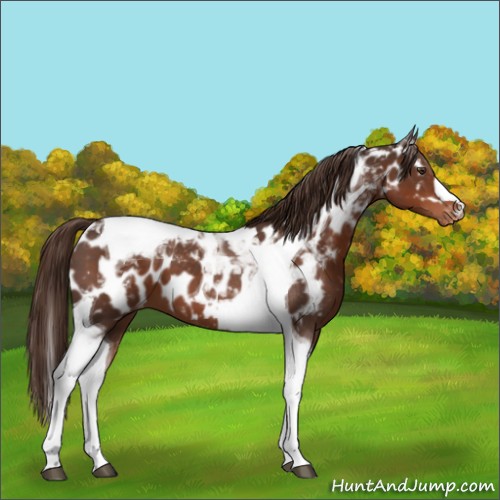 Horse Color:Liver Chestnut Tobiano Appaloosa 