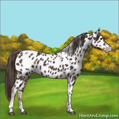 Horse Color:Liver Chestnut Sabino Tobiano Appaloosa 