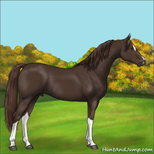Horse Color:Liver Chestnut Sabino Tobiano Rabicano 