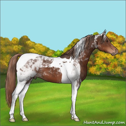 Horse Color:Liver Chestnut Tobiano 