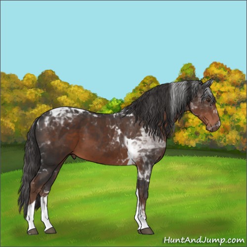 Horse Color:Liver Chestnut Tobiano 