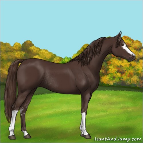 Horse Color:White Spotted Liver Chestnut Rabicano 