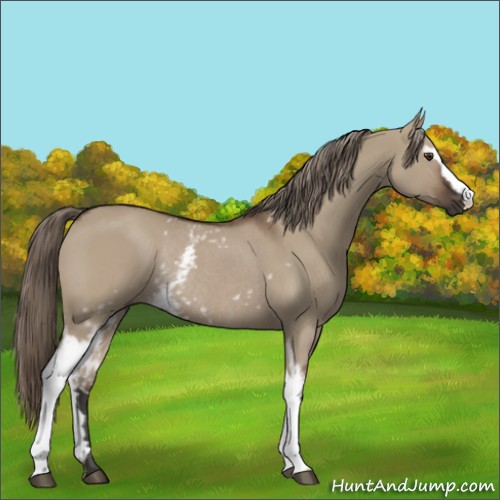 Horse Color:White Spotted Liver Red Dun Rabicano 