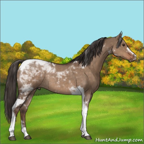 Horse Color:Liver Red Dun Tobiano Rabicano 