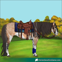 Horse Color:Bay Ice Dun Sabino
