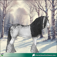 Horse Color:White Spotted Black Ice 