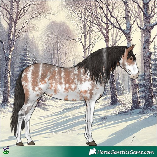 Horse Color:Bay Ice Sabino Rabicano 