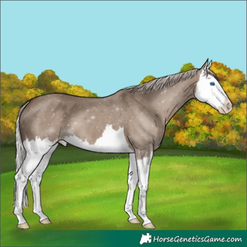 Horse Color:Silver Grullo Splash 