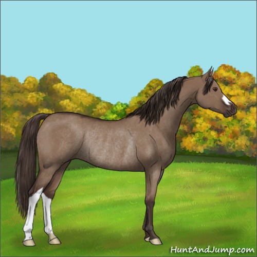 Horse Color:Liver Red Dun Rabicano 