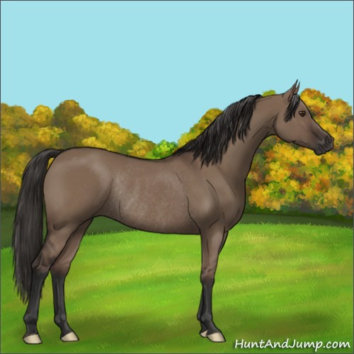 Horse Color:Liver Red Dun Rabicano 