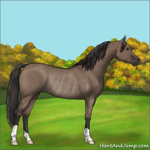 Horse Color:Liver Red Dun Rabicano 