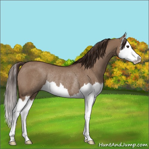 Horse Color:Liver Red Dun Splash Rabicano 