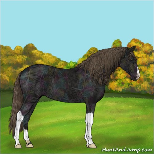 Horse Color:Midnight Smoky Black Ice Appaloosa 
