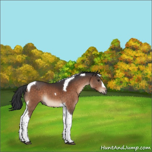 Horse Color:Brown Tobiano