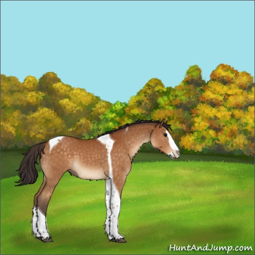 Horse Color:Buckskin Splash Tobiano 
