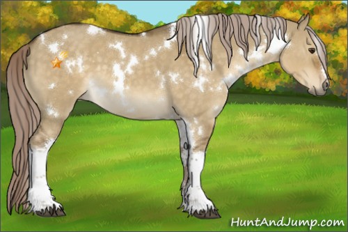 Horse Color:White Spotted Chocolate Palomino Dun 