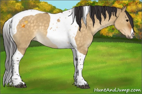 Horse Color:Buckskin Dun Tobiano