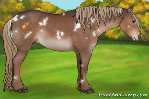 Horse Color:White Spotted Liver Chestnut