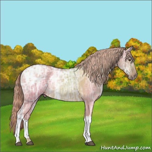 Horse Color:Palomino Ice Dun Rabicano 