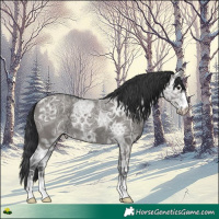 Horse Color:Grullo Ice Rabicano