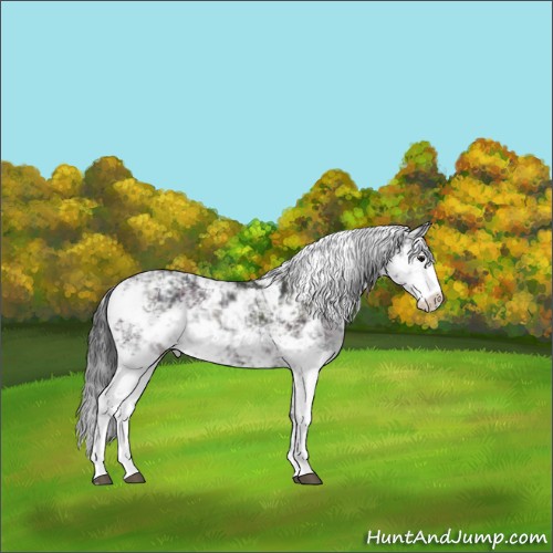 Horse Color:Midnight Bay Ice Dun Sabino Rabicano 