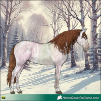 Horse Color:Red Dun Ice Rabicano 