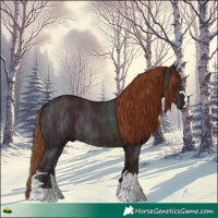Horse Color:Midnight Red Dun Ice Rabicano 