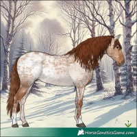 Horse Color:Red Dun Ice 