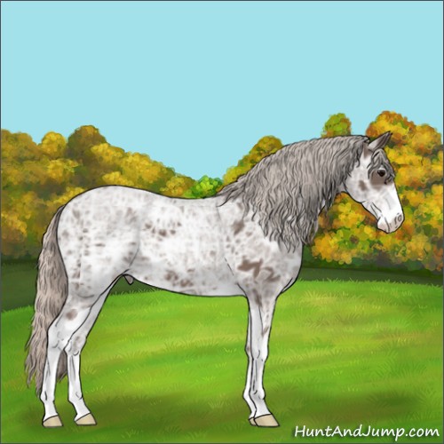Horse Color:Silver Black Ice Sabino 