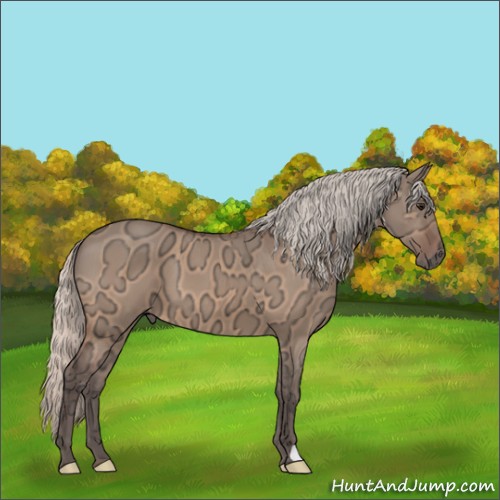 Horse Color:Silver Bay Ice Dun 