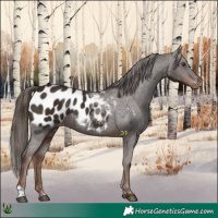 Horse Color:Liver Chestnut Appaloosa 