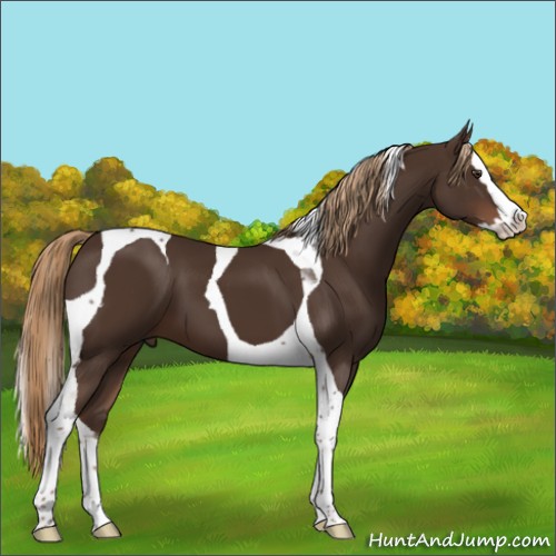 Horse Color:Liver Chestnut Splash Tobiano 