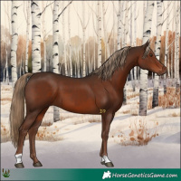 Horse Color:Liver Chestnut 