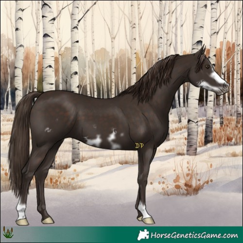 Horse Color:Liver Chestnut Frame 