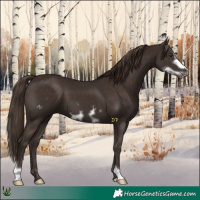 Horse Color:Liver Chestnut Frame 