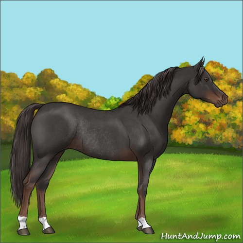 Horse Color:Liver Red Roan Rabicano 