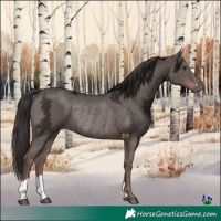 Horse Color:Liver Chestnut Ice Rabicano 