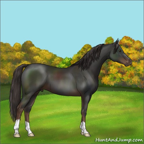Horse Color:Liver Chestnut 