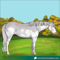 Horse Color:Chocolate Palomino Dun Splash 