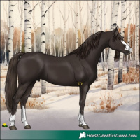 Horse Color:Liver Chestnut 