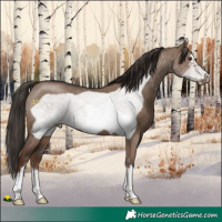 Horse Color:Liver Red Dun Frame