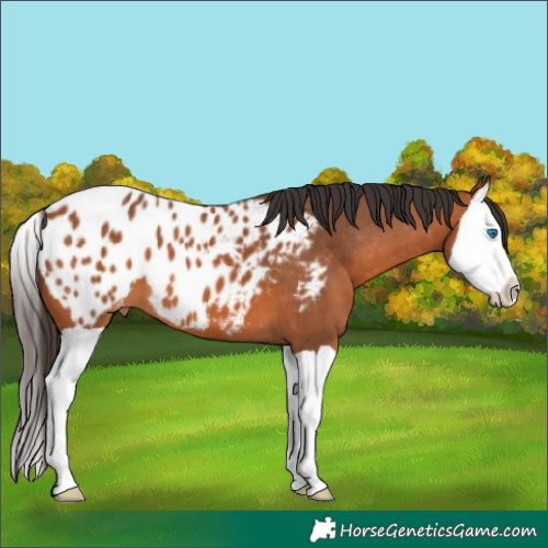 Horse Color:Bay Splash Appaloosa 